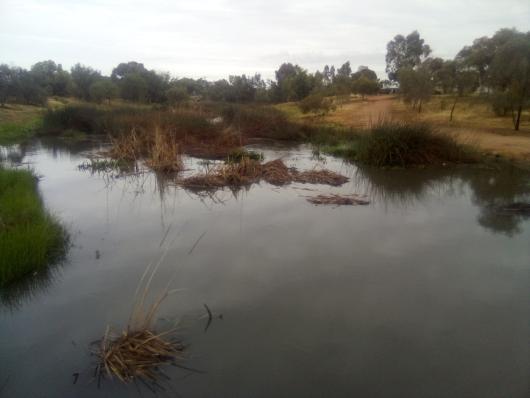 Mildura Wetlands1